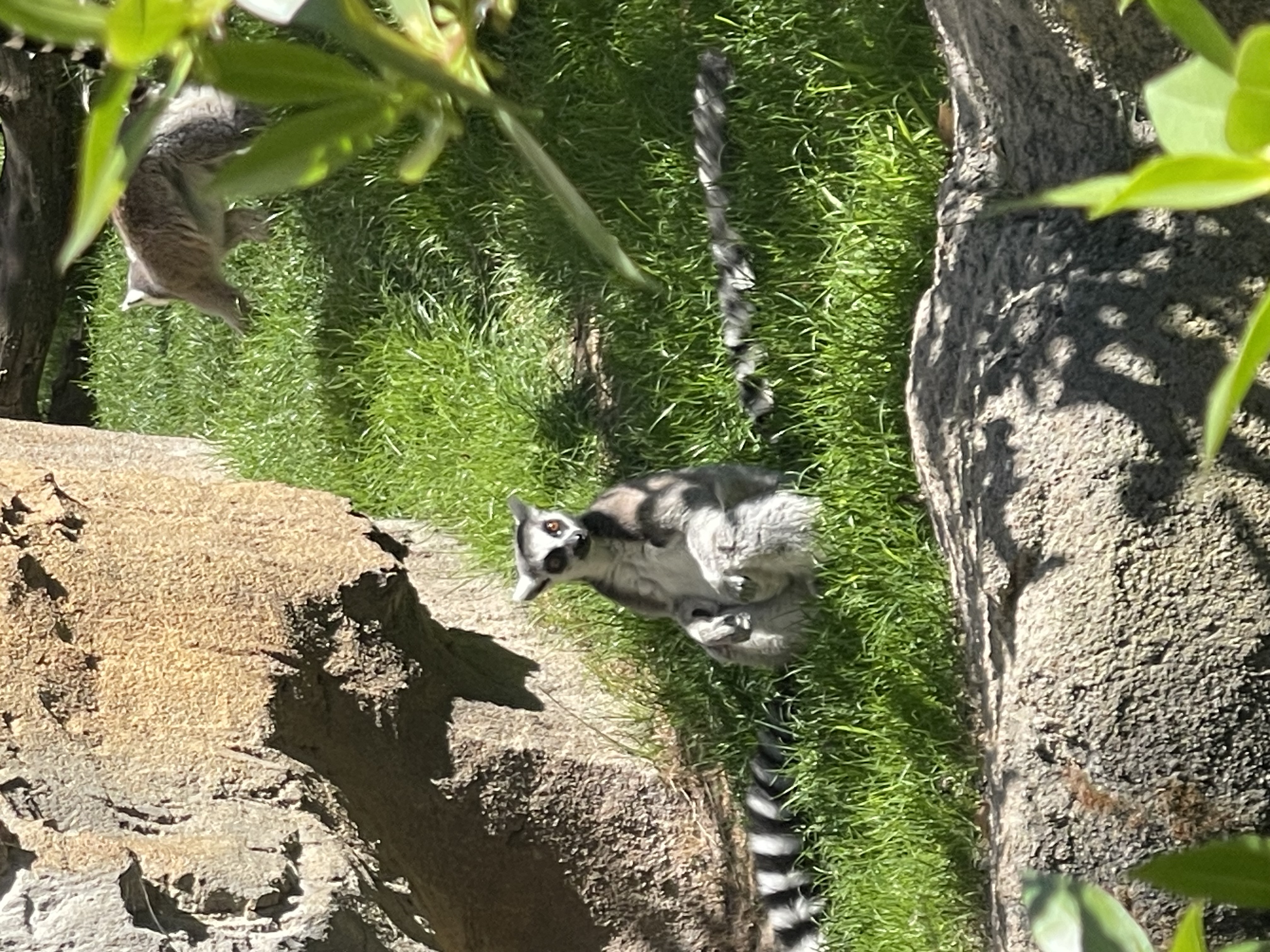 BIOPARC Valencia